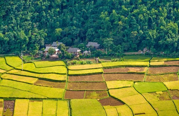 Young rice growing in Mai Chau